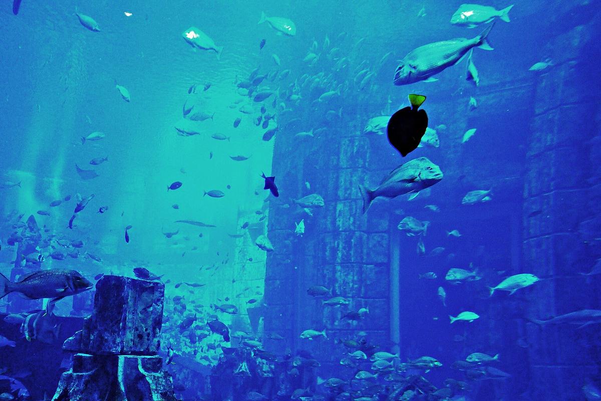 The underwater aquarium at Atlantis